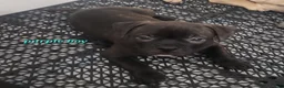 American Bully dogs for sale: Choc/black Brindle Male - Ad 1