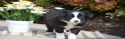 Border Collie dogs for sale: Dayla - Ad 3