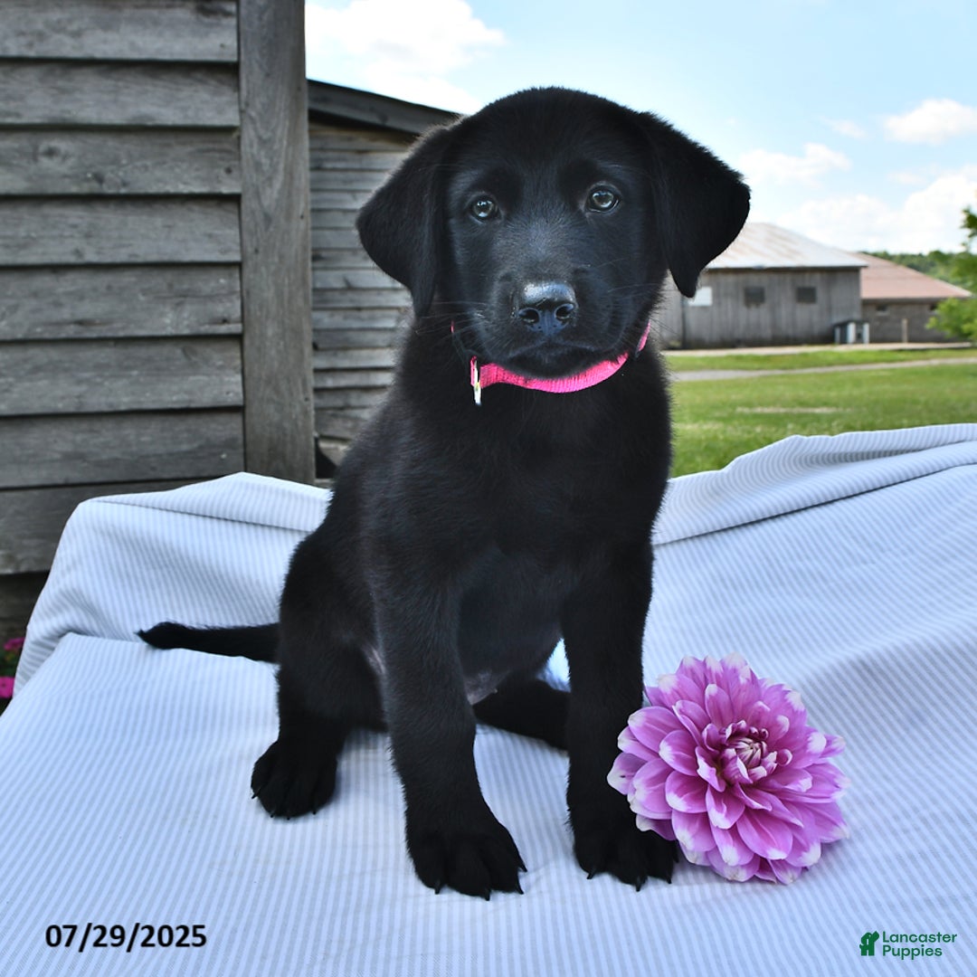 住まい+暮らし+子育て Labrador Retriever - Labrador Retriever hq720.jpg?sqp=-