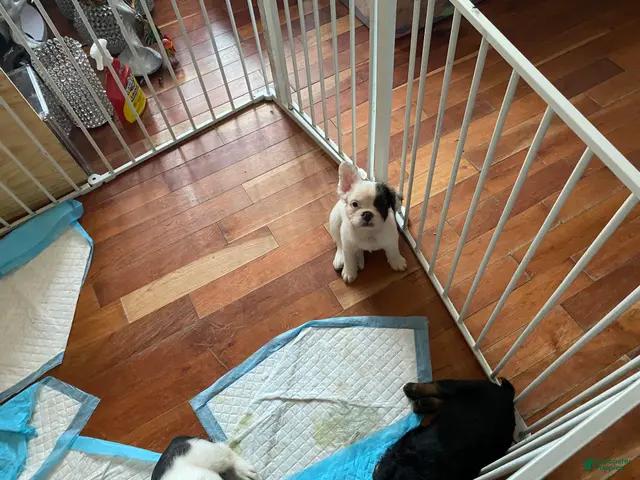 French Bulldog dogs for sale: Mercedes - Ad 1