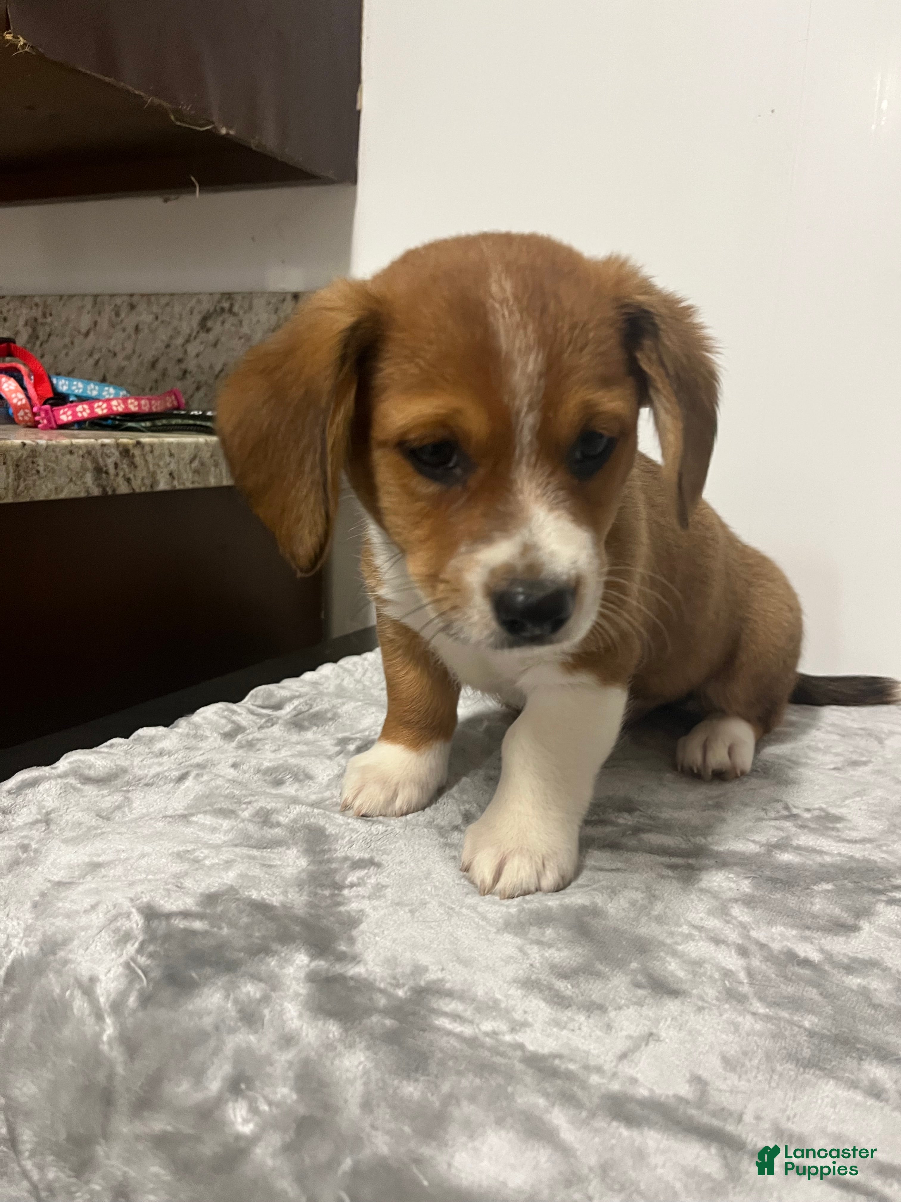 Mixed Breed dogs Arlo  - Ad 1