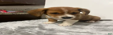 Arlo 