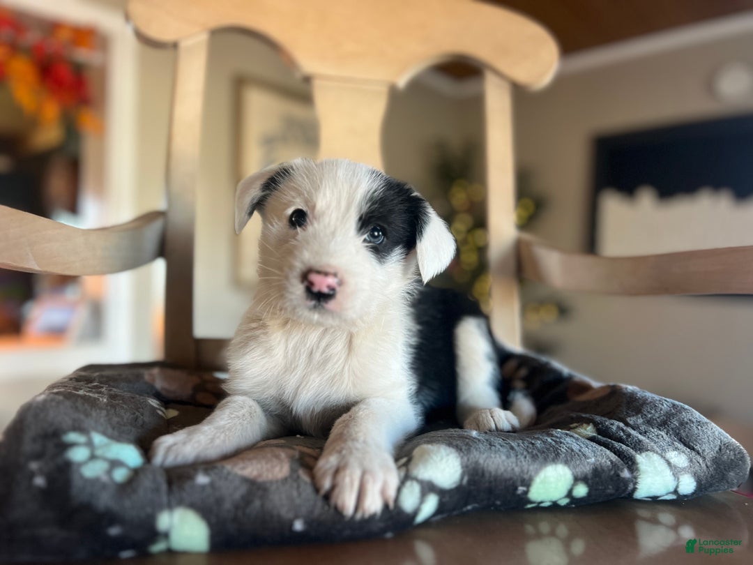Mixed Breed dogs for sale: Paddi - Ad 2