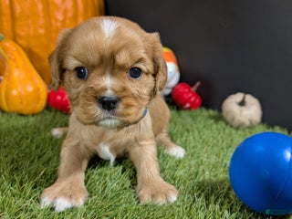 Cavalier King Charles Spaniel dogs Cavalier King Charles Spaniel Puppy 1 - Ad 5