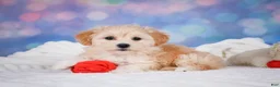 Maltipoo dogs for sale: Maggie - Ad 9