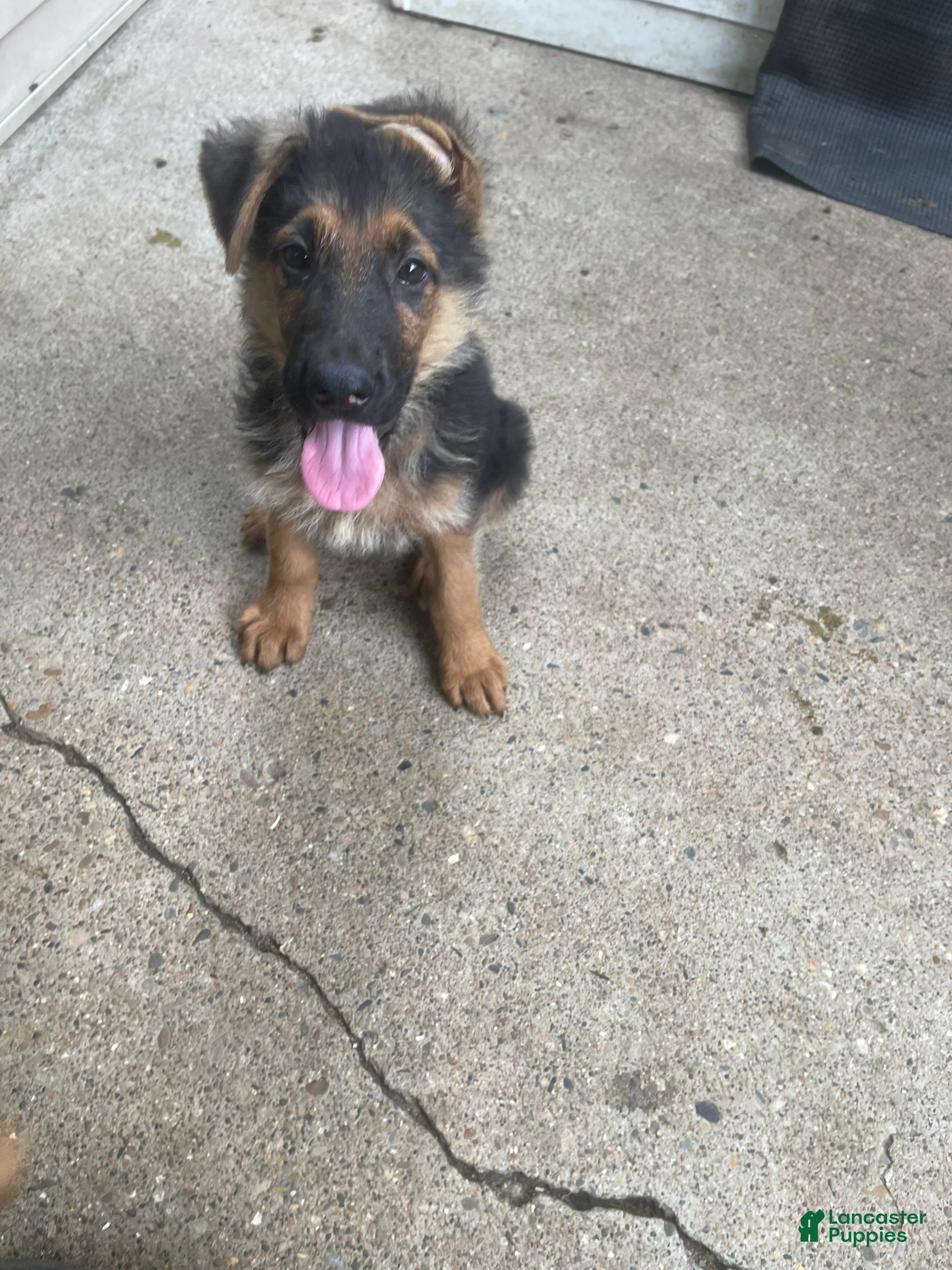 German Shepherd dogs Mighty max - Ad 41