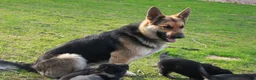German Shepherd dogs for sale: Bear - Ad 24