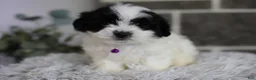 Maltipoo dogs for sale: Gwen - Ad 4