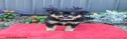 Pomeranian dogs for sale: Huck - Ad 5