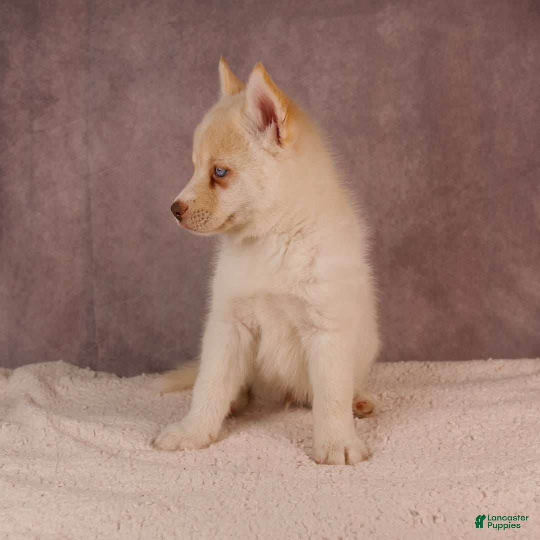 Pomsky dogs for sale: AJay - Ad 26