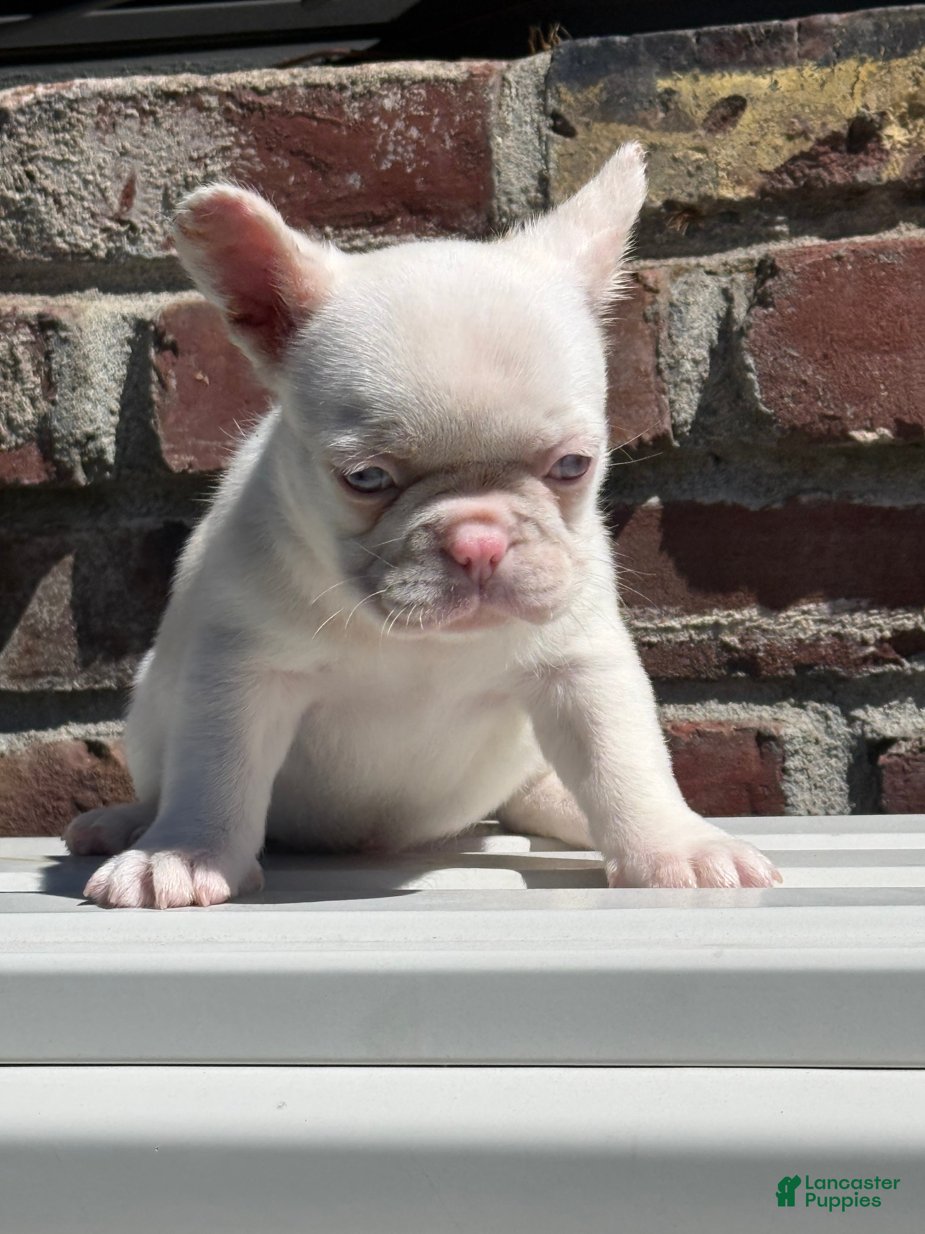 French Bulldog dogs Pinkey  - Ad 1