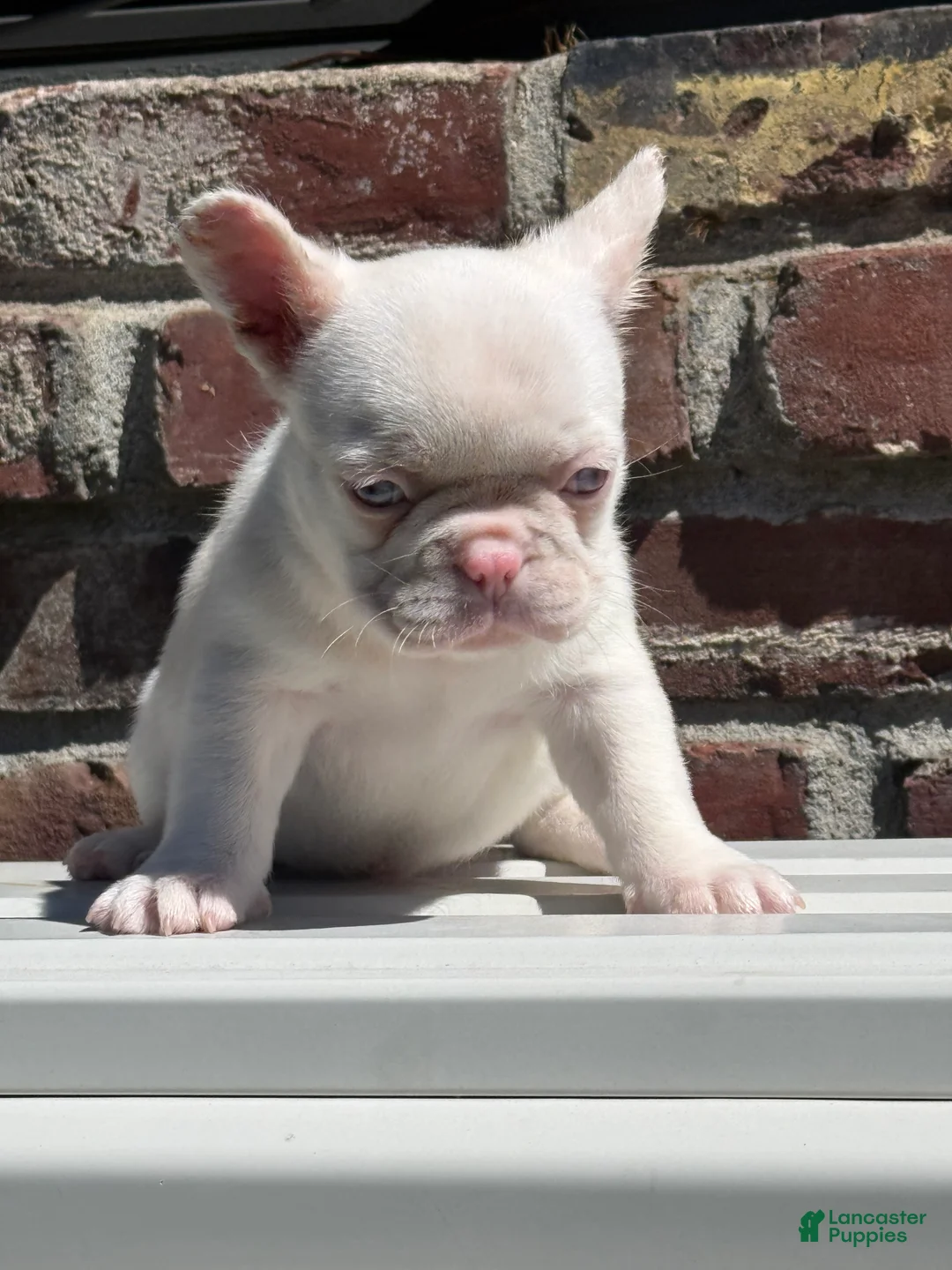 French Bulldog dogs for sale: Pinkey  - Ad 1
