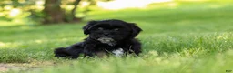 Shih Tzu dogs for sale: Layla - Ad 7