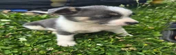 Mixed Breed dogs for sale: Grey - Ad 3