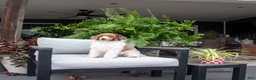 Standard Poodle dogs for sale: Oak - Ad 1