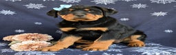 Rottweiler dogs for sale: Brandy - Ad 4