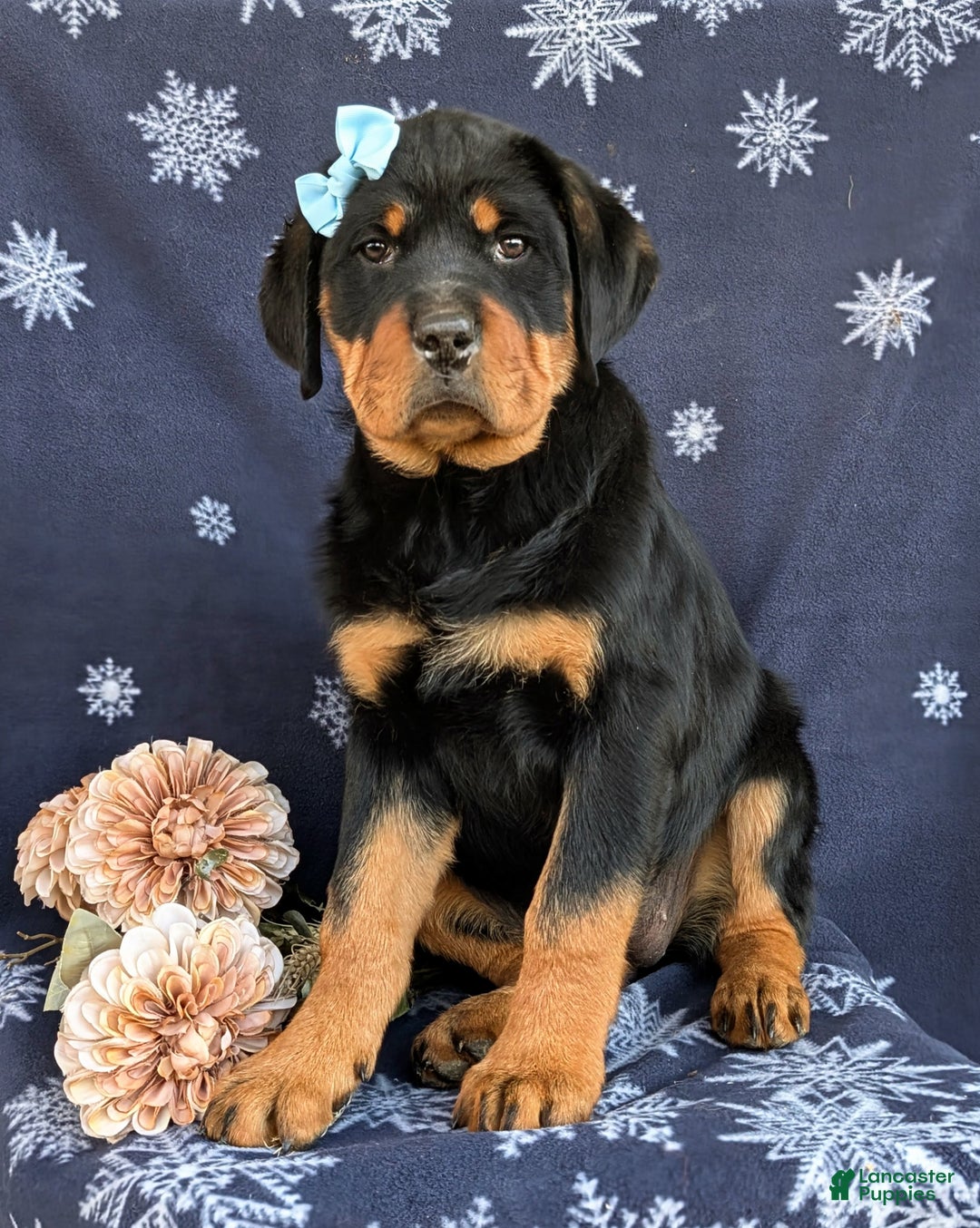 Rottweiler dogs for sale: Brandy - Ad 4