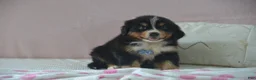 Bernese Mountain Dog dogs for sale: Eli - Ad 3