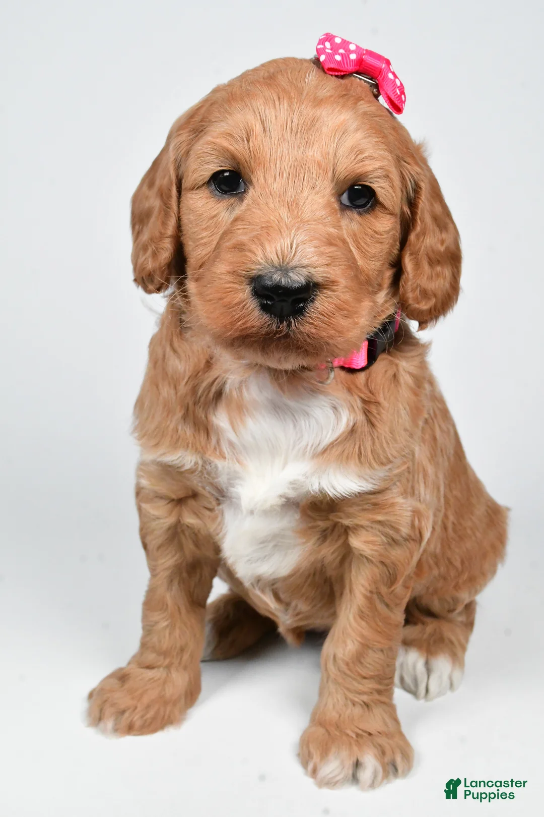 Standard Poodle dogs for sale: Faith - Ad 3