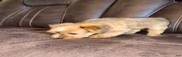 Yorkshire Terrier dogs for sale: Yorkshire Terrier 1 - Ad 6