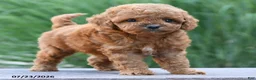 Toy Poodle dogs for sale: Tiny Lucky - Ad 4