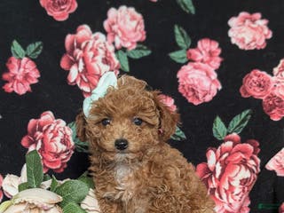 Toy Poodle dogs Brooklyn - Ad 22