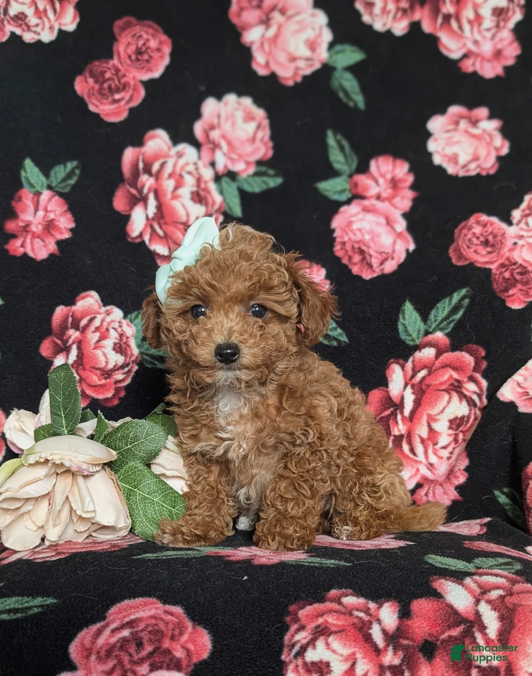 Toy Poodle dogs for sale: Brooklyn  - Ad 1