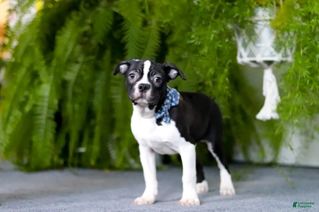 Boston Terrier dogs for sale: Prancer - Ad 4