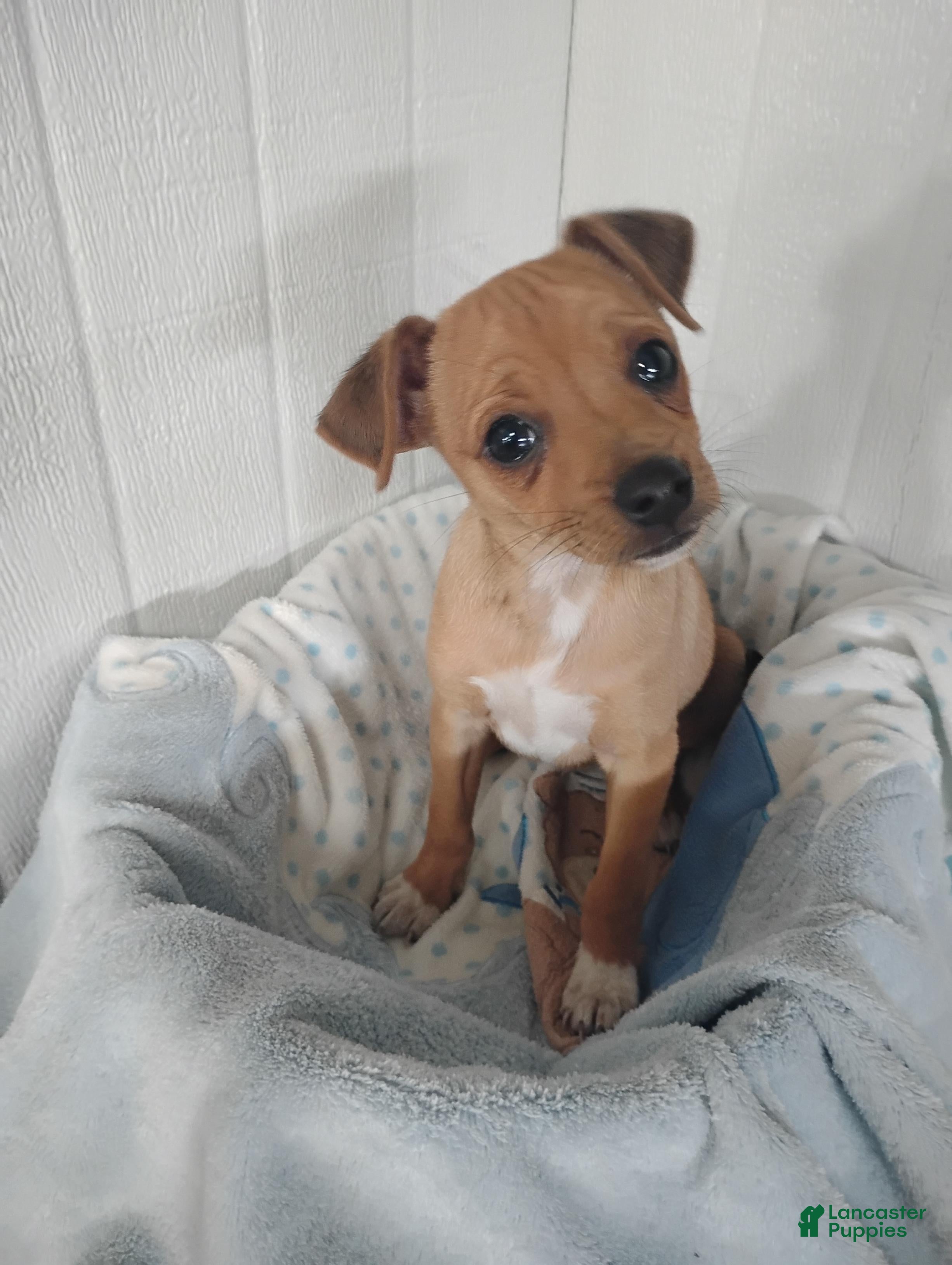 Chihuahua dogs for sale: Butterscotch - Ad 1