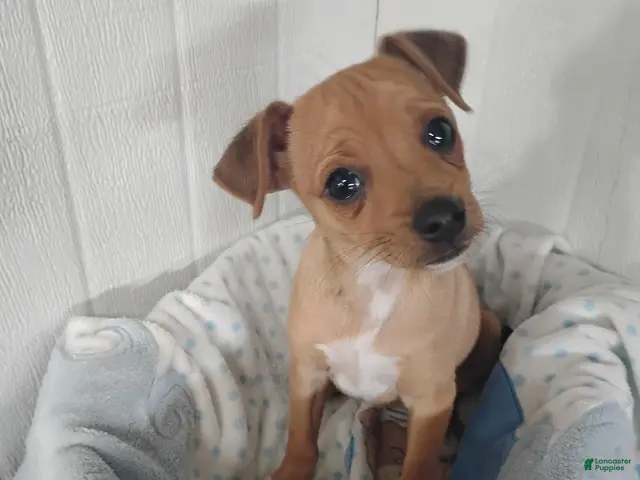 Chihuahua dogs for sale: Butterscotch - Ad 1