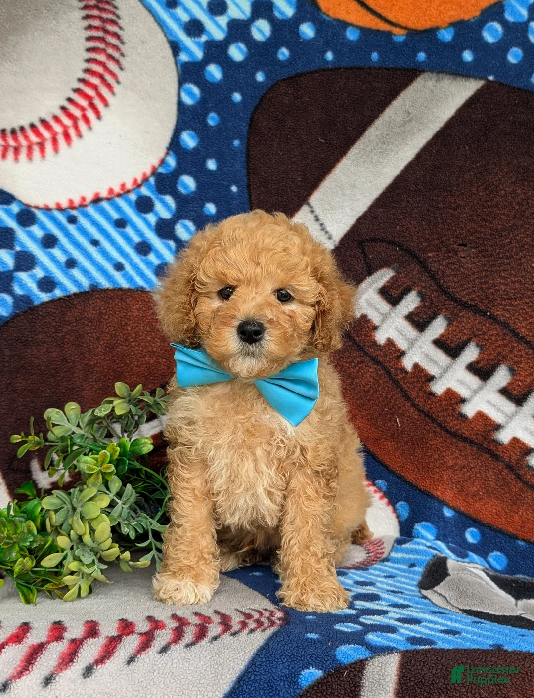 Mixed Breed dogs for sale: Marshall Hypoallergenic - Ad 1