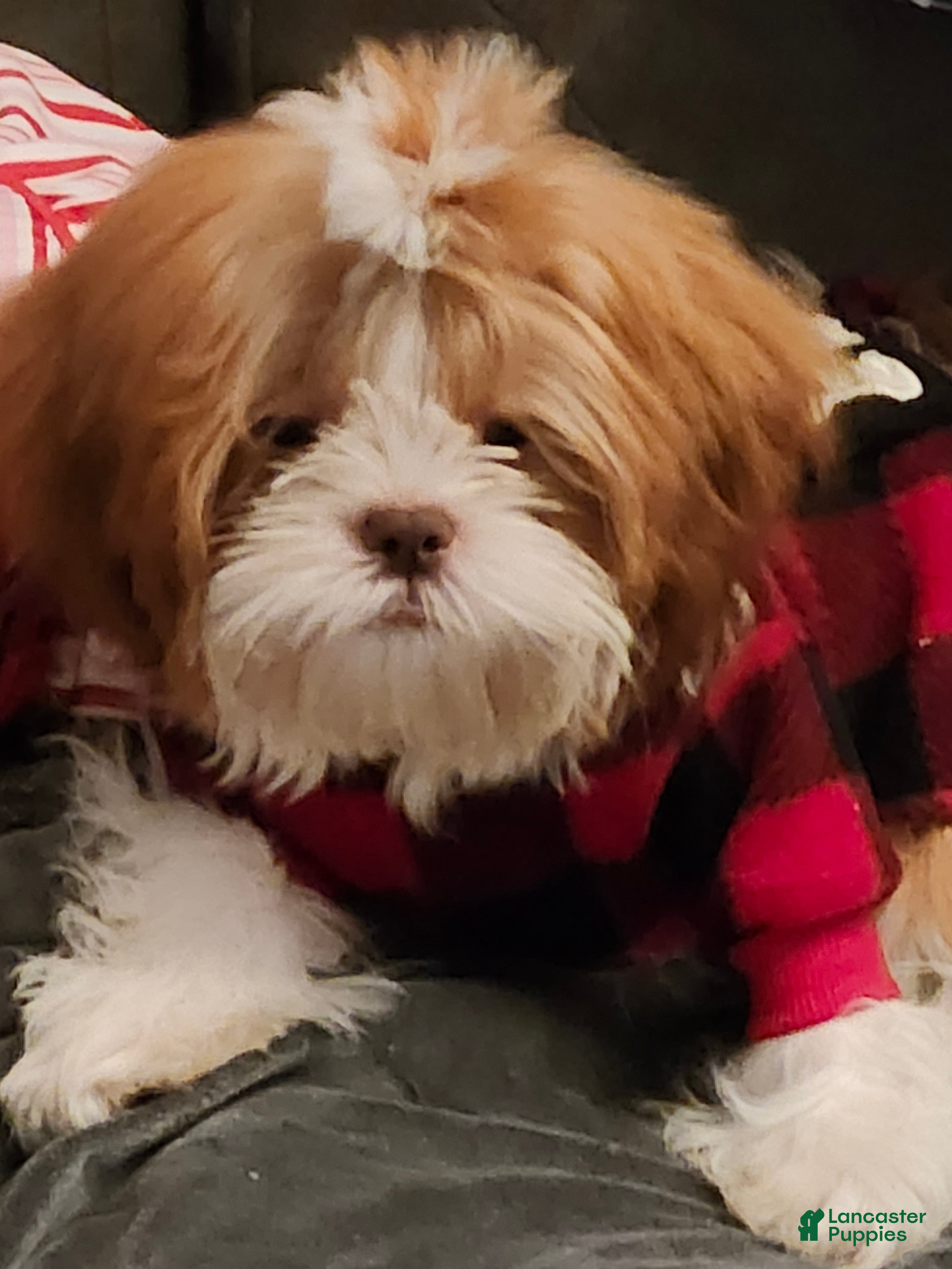 Shih Tzu dogs Shih Tzu 1 - Ad 22