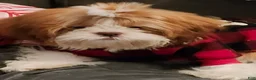 Shih Tzu dogs for sale: Shih Tzu 1 - Ad 1