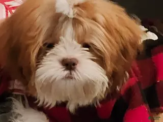 Shih Tzu dogs Shih Tzu 1 - Ad 21