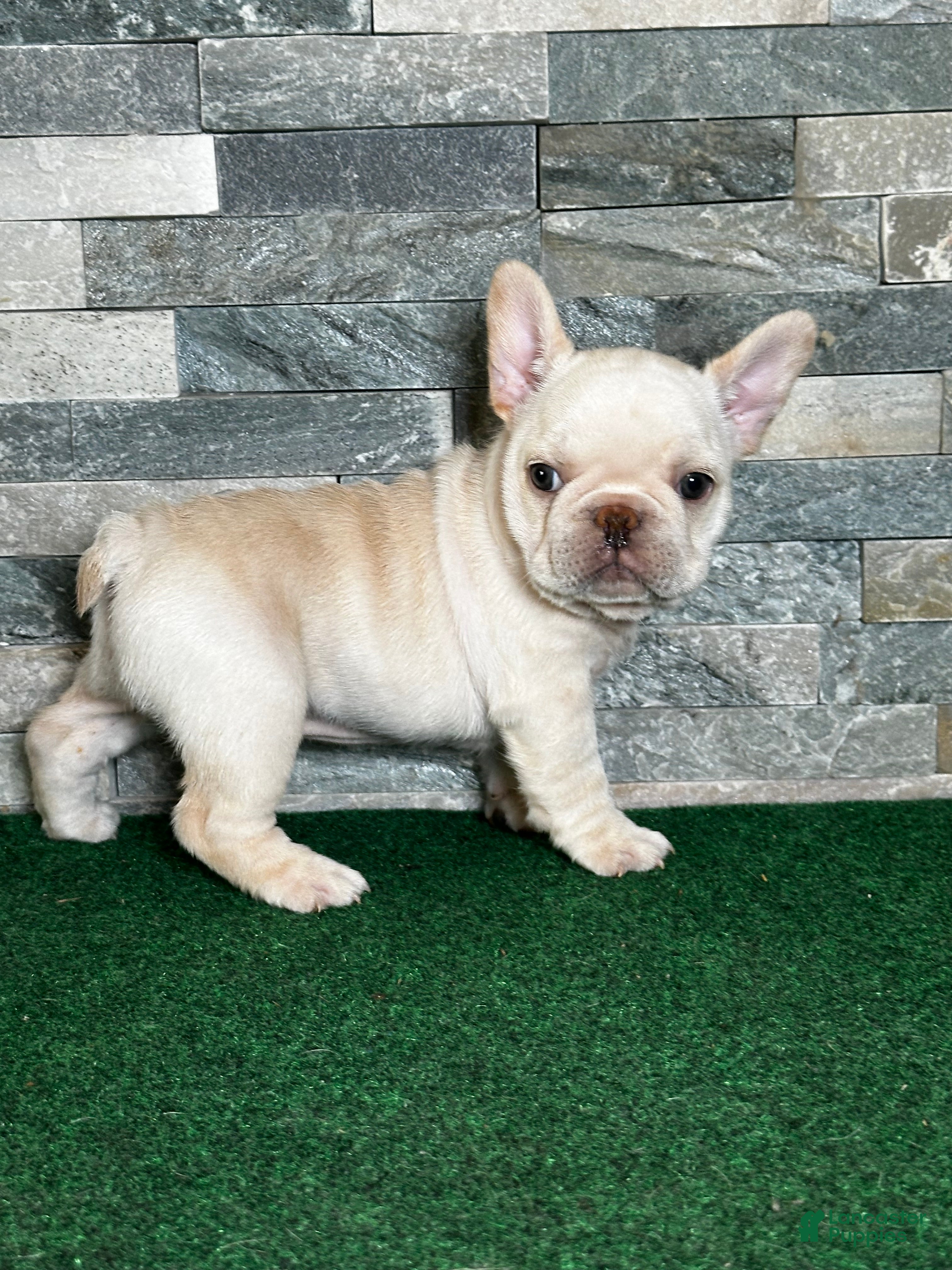 French Bulldog dogs Mercedes - Ad 1