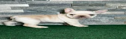 French Bulldog dogs for sale: Mercedes - Ad 1