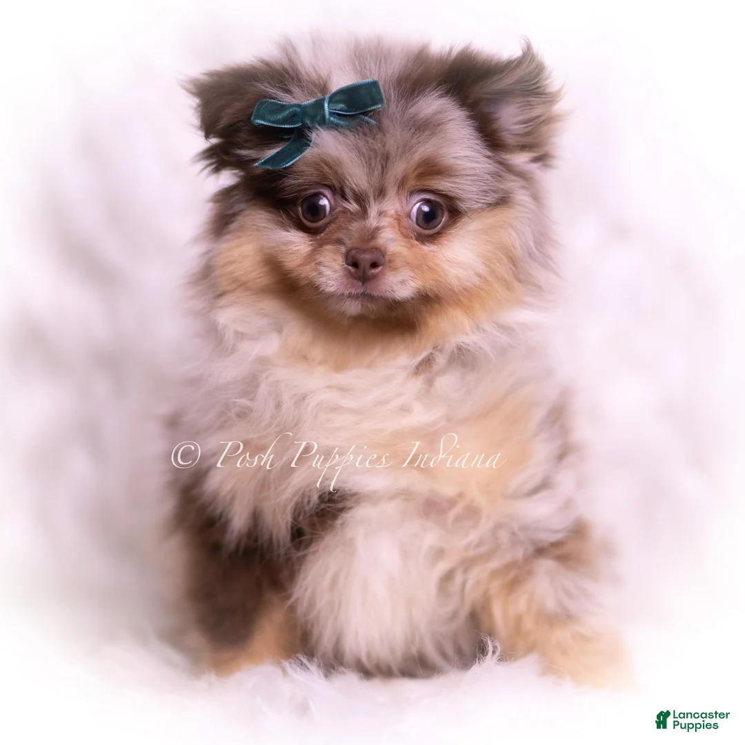 Pomeranian dogs for sale: Truffle  - Ad 2