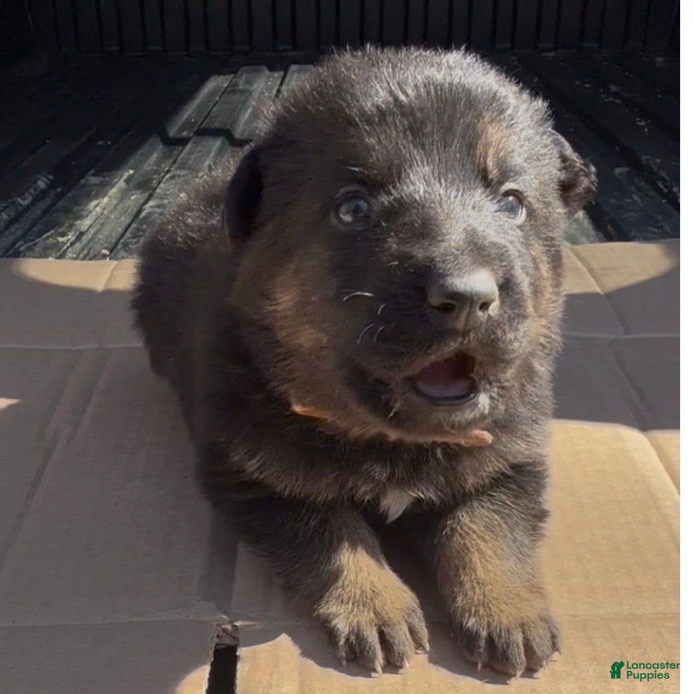 German Shepherd dogs TIO - Ad 1