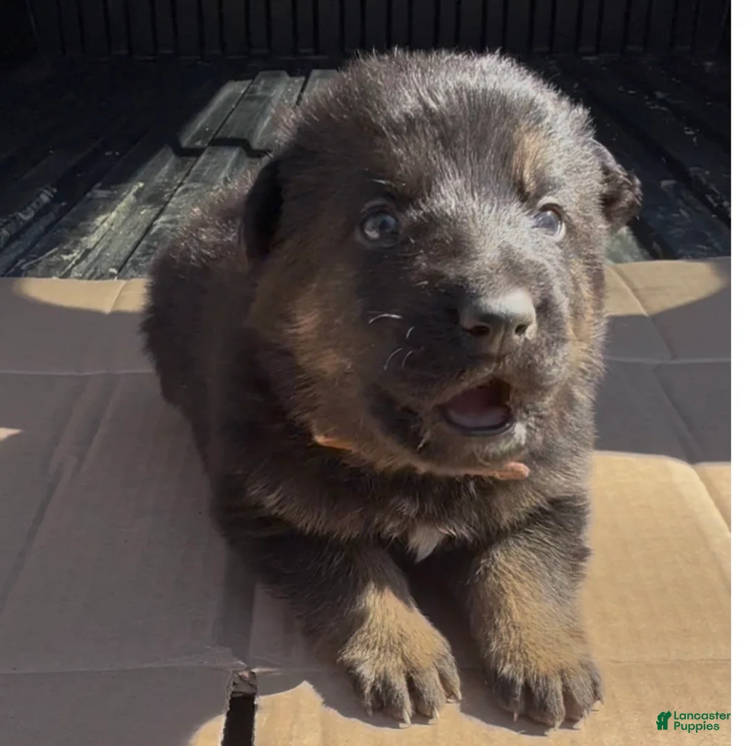 German Shepherd dogs for sale: TIO - Ad 1