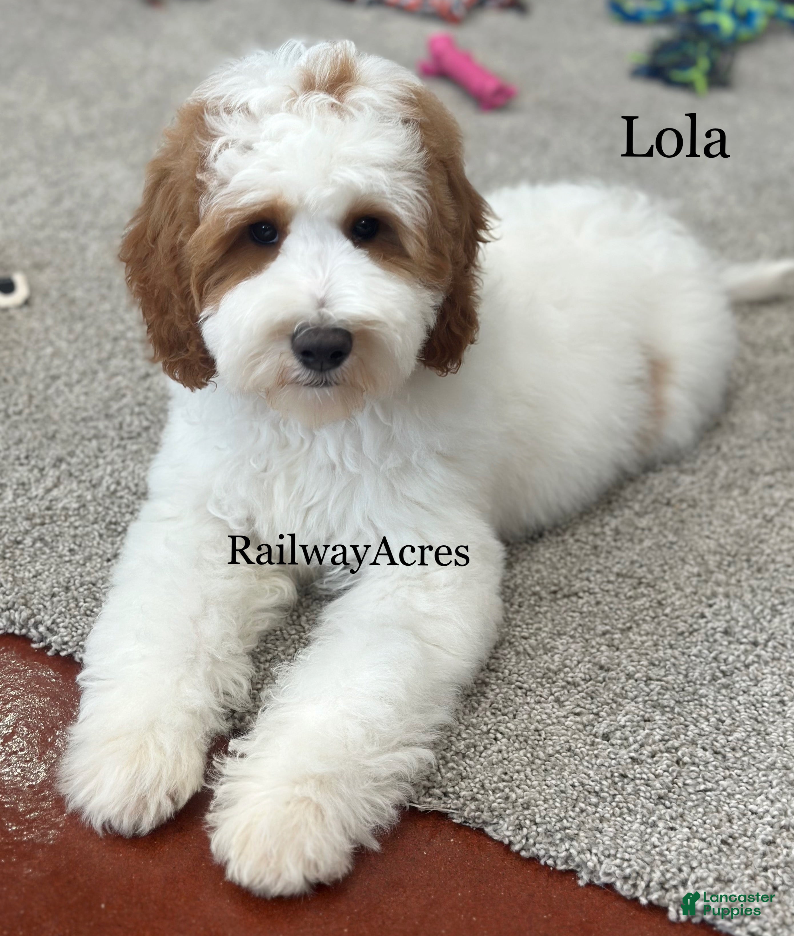 Mini Goldendoodle dogs Lola - Ad 9