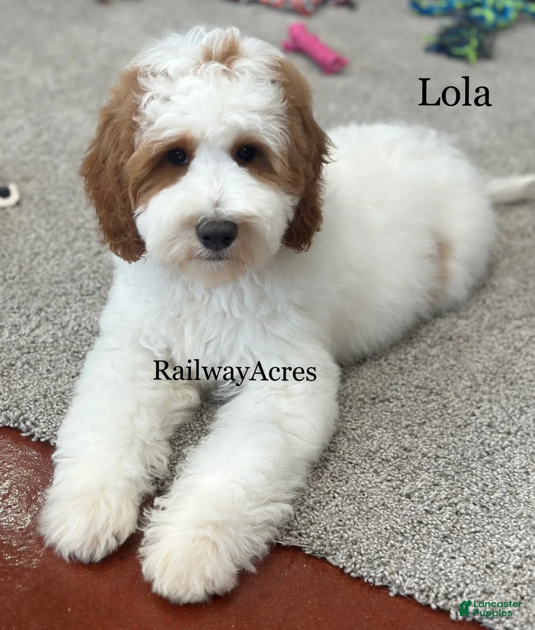 Mini Goldendoodle dogs for sale: Lola - Ad 1