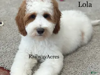 Mini Goldendoodle dogs Lola - Ad 9