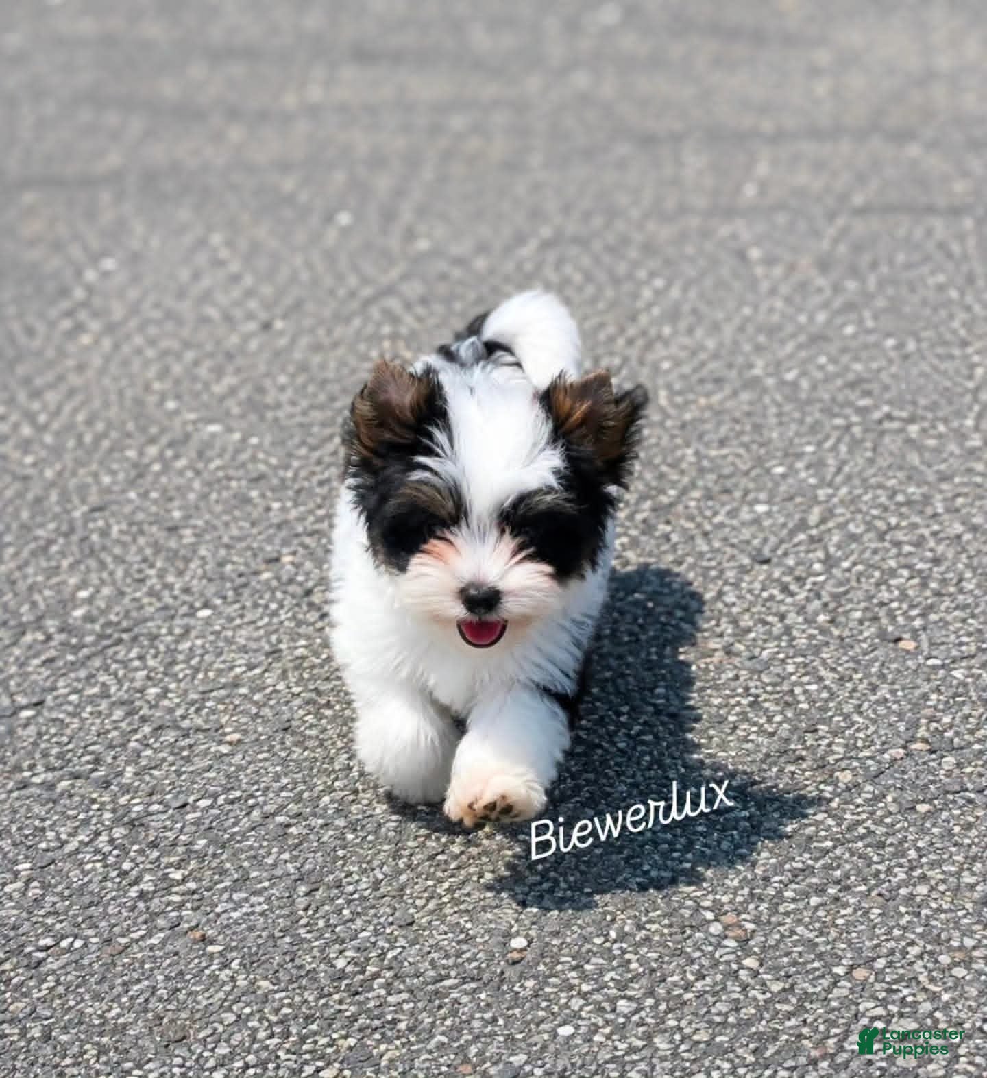 Biewer Terrier dogs Biewer Terrier 3 - Ad 2