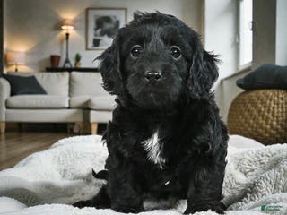 Cockapoo dogs Betty - Ad 32