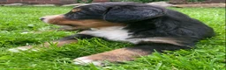 Bernese Mountain Dog dogs for sale: Jasper - Ad 7