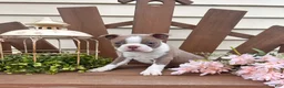 Boston Terrier dogs for sale: Tanner - Ad 2