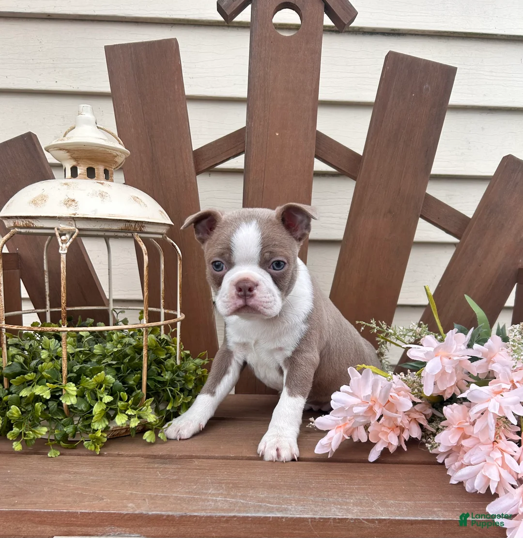 Boston Terrier dogs for sale: Tanner - Ad 2