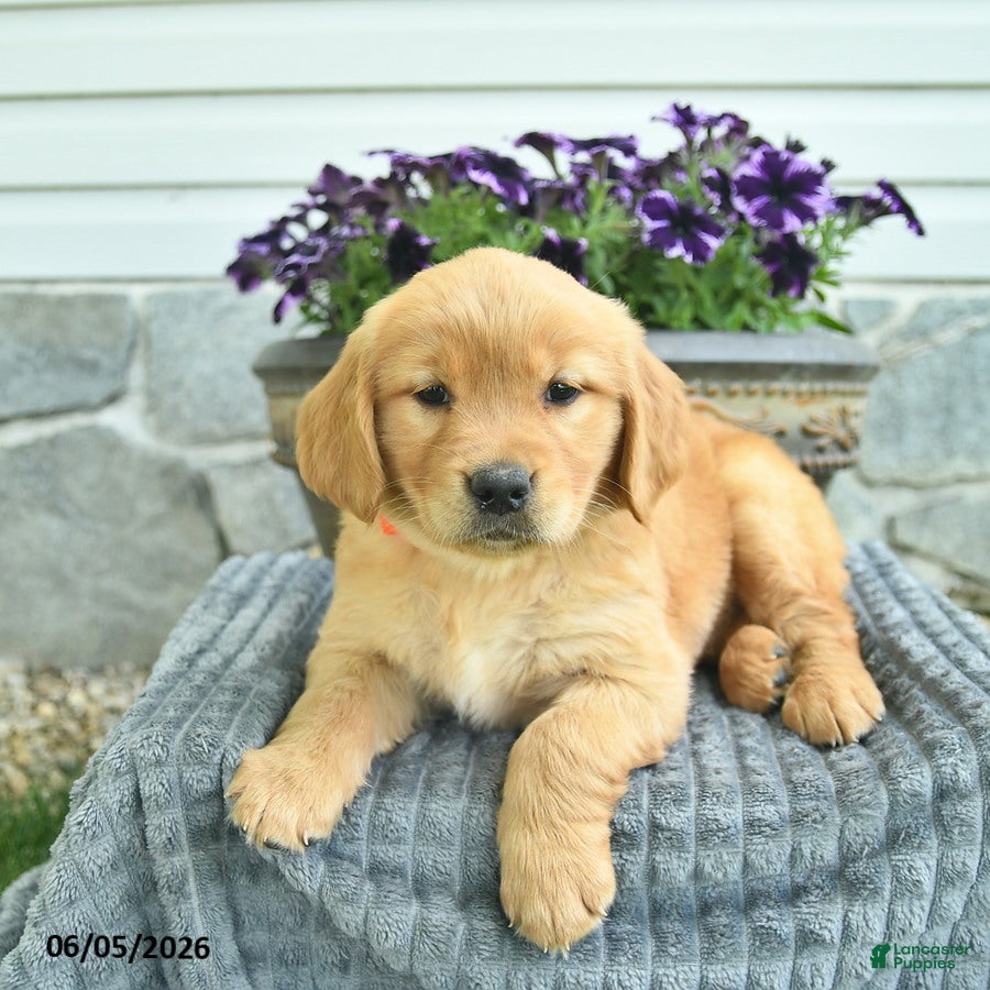 Golden Retriever dogs Trixie  - Ad 2