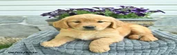 Golden Retriever dogs for sale: Trixie  - Ad 2