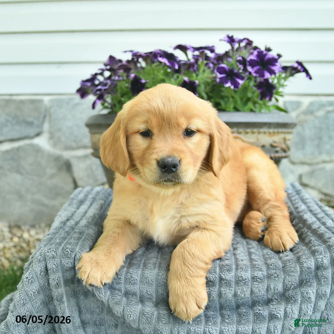 Golden Retriever dogs for sale: Trixie  - Ad 2